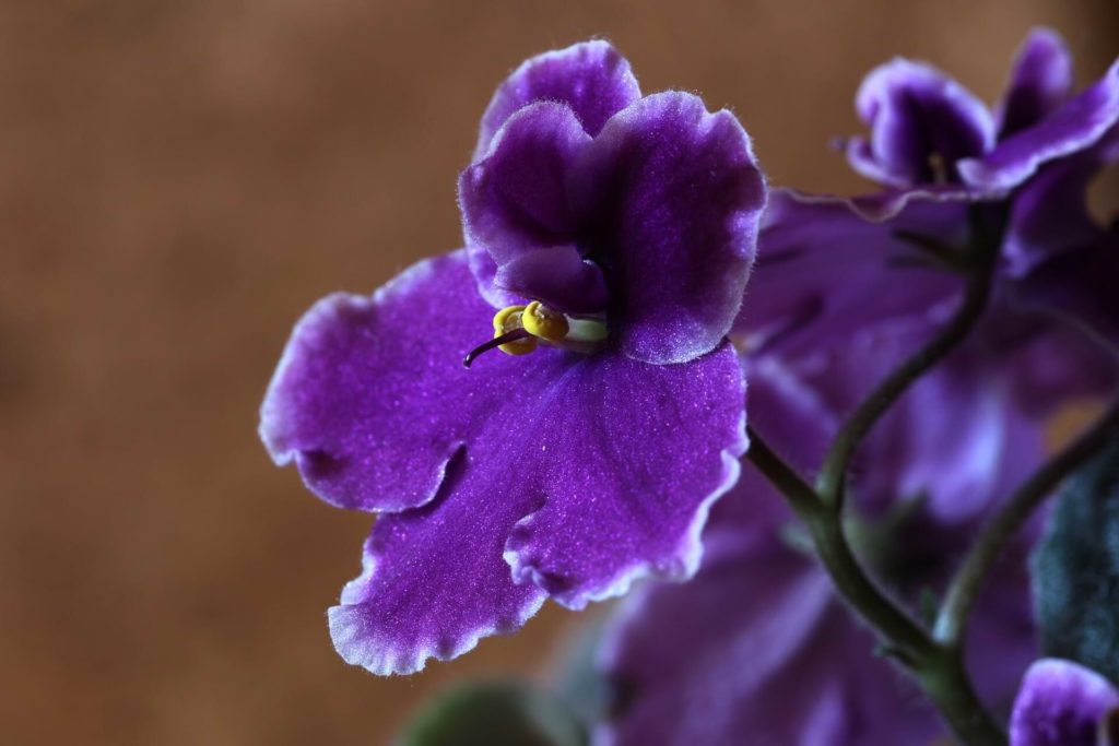 7 Reasons You Need an African Violet Houseplant NOW!