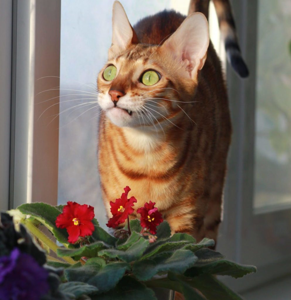 The 411 on African Violets and Cats African Violet Resource Center