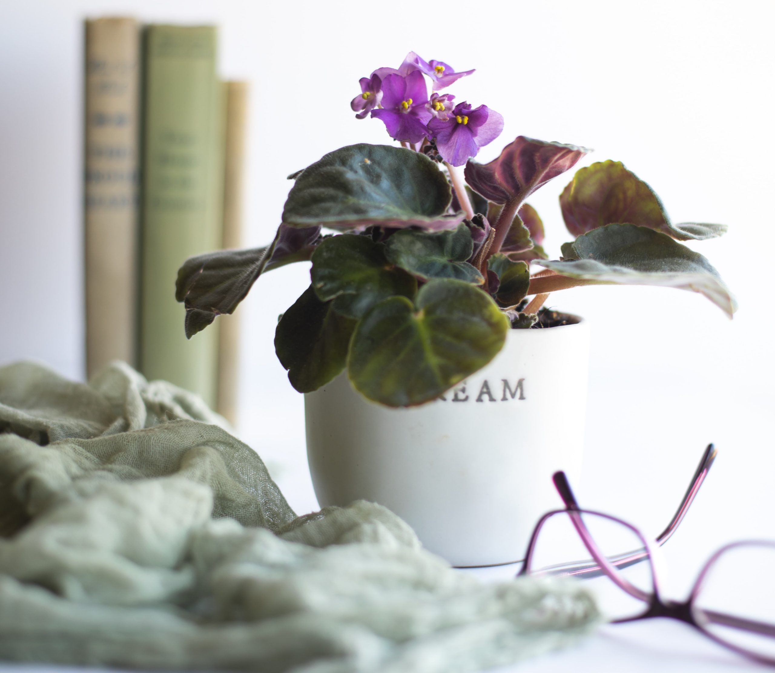 Your Top 5 African Violet Food FAQs Answered African Violet Resource   Carolyn V 590CL9EbVRo Unsplash 1 Scaled 