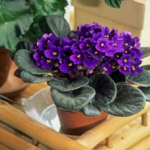 African Violet Not Blooming? The Ultimate Troubleshooting Checklist