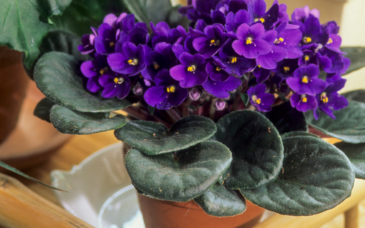 Blog - African Violet Resource Center