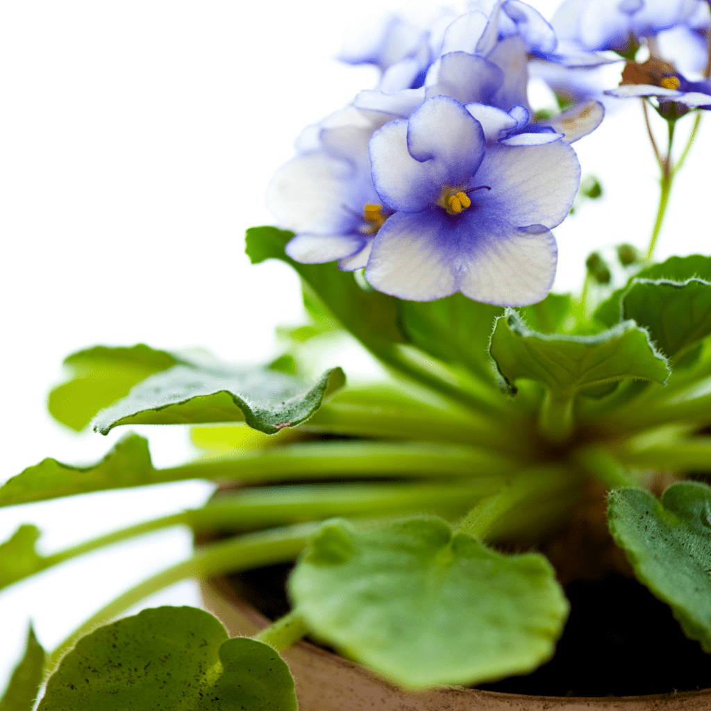 The Perfect African Violet Potting Soil Mix African Violet Resource