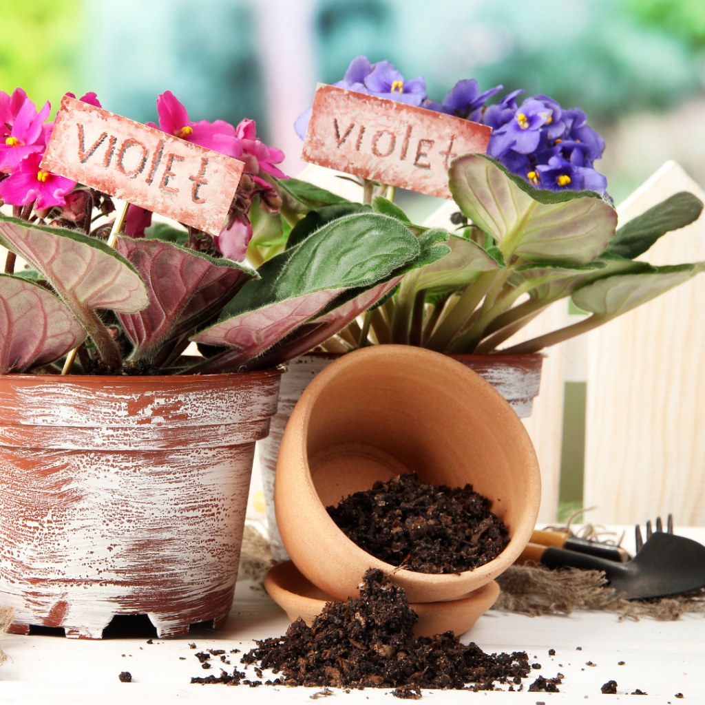 The Perfect African Violet Potting Soil Mix African Violet Resource