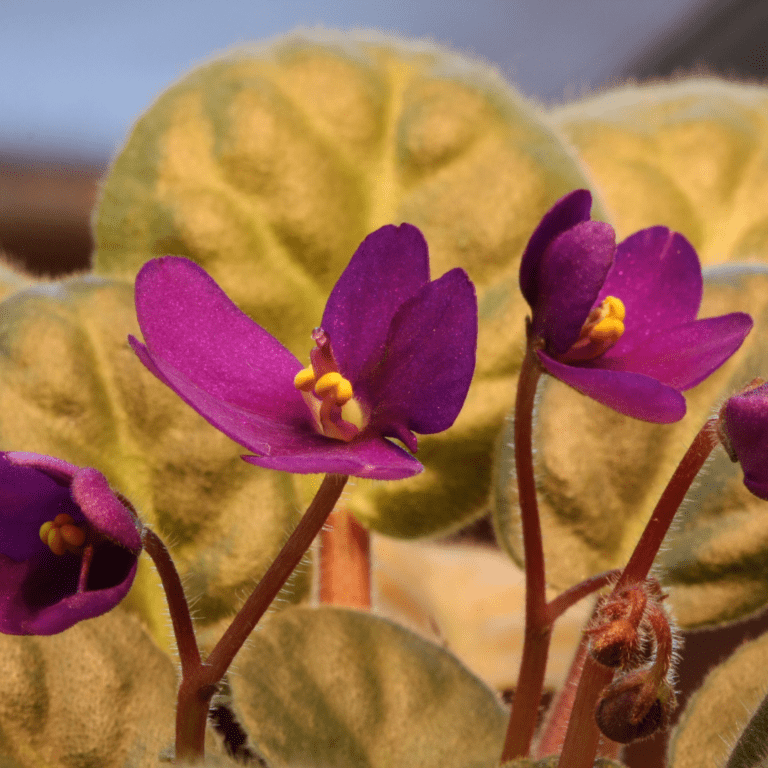 6 Common African Violet Leaf Problems and How to Fix Them