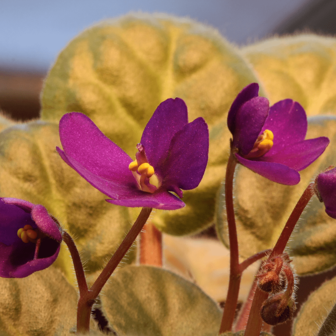 6 Common African Violet Leaf Problems and How to Fix Them Why Are My African Violet Leaves Turning Yellow