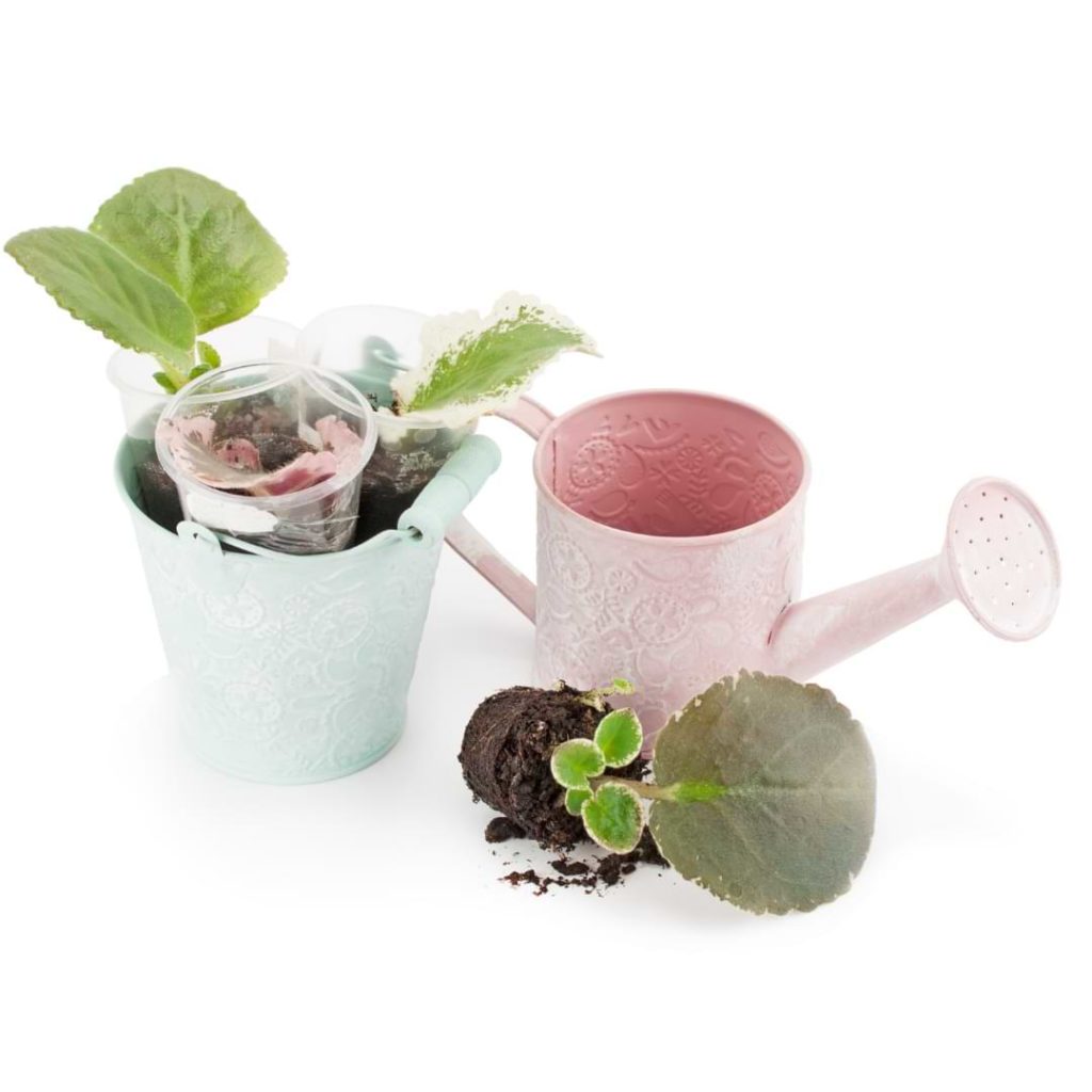 How Do You Propagate and Grow African Violets From Seeds?