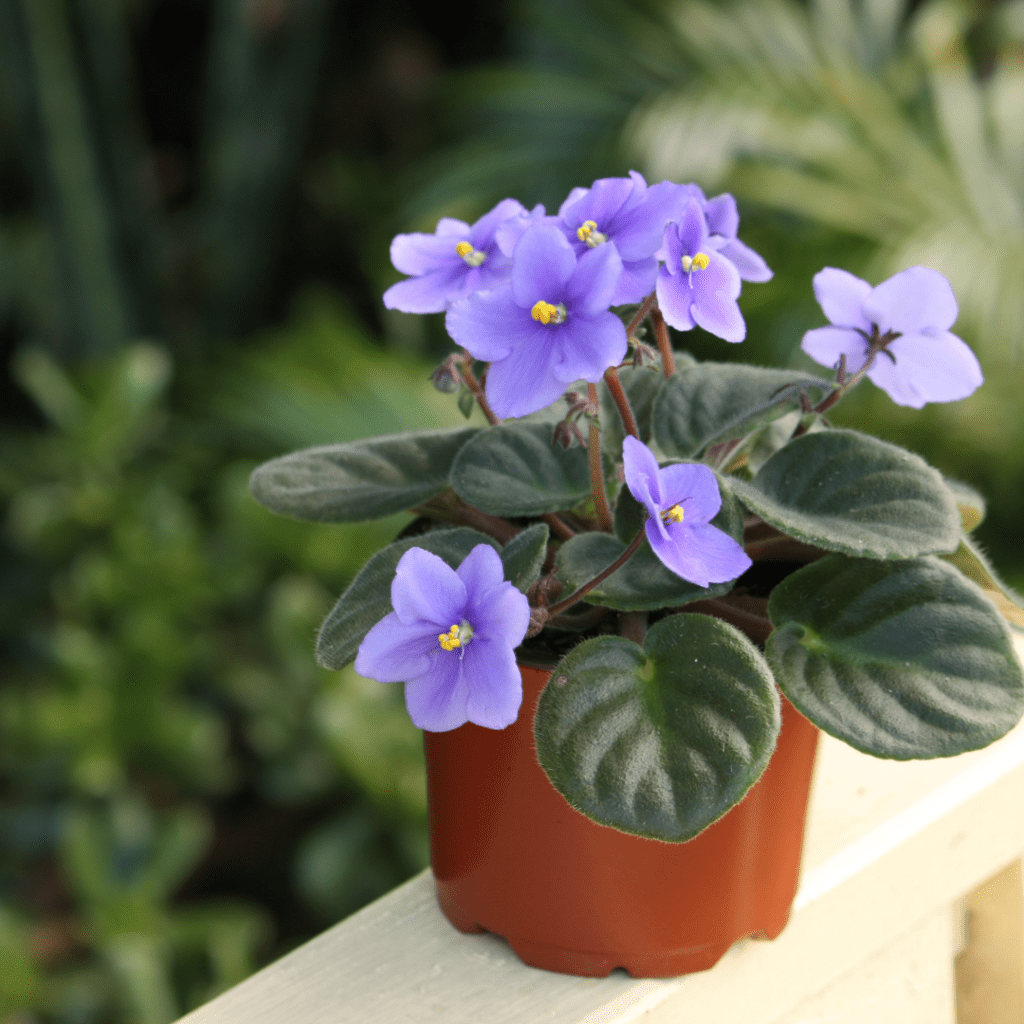 A Quick Primer on African Violet Pots African Violet Resource Center