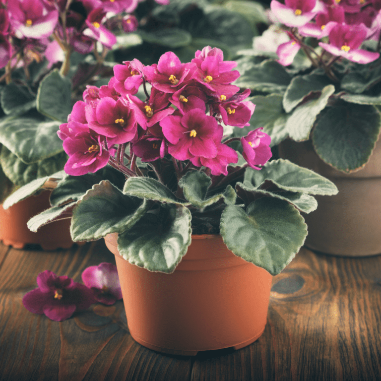 A Quick Primer on African Violet Pots African Violet Resource Center
