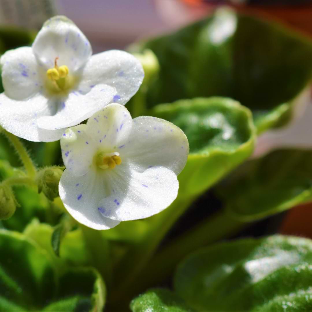 Why are my African Violet Leaves Curling?