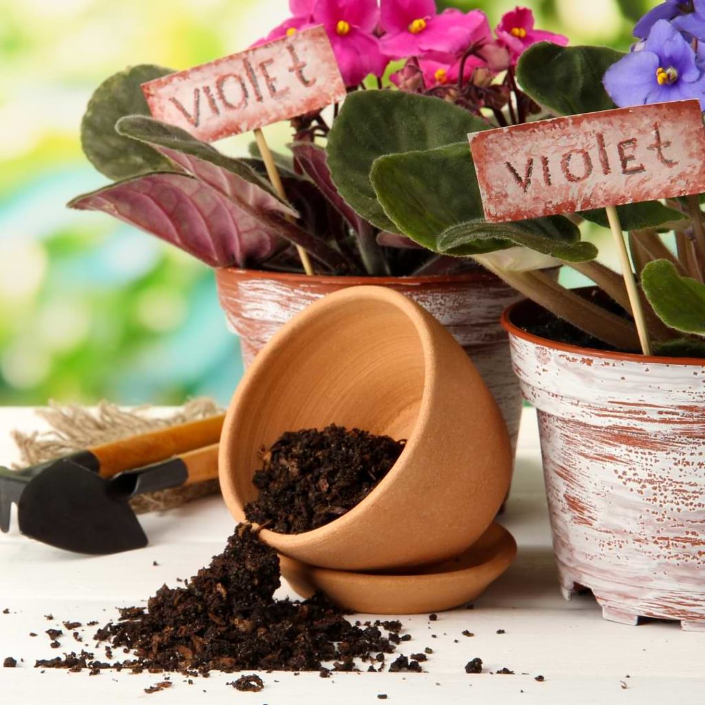 African Violet Potting Soil pH Guide African Violet Resource Center