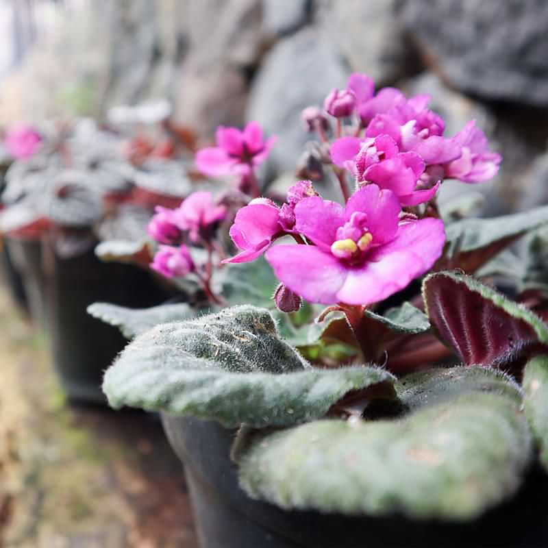Read more about the most common reasons why your African violet won