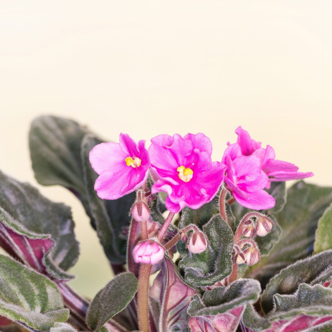 How To Care For African Violets Grow Guide 