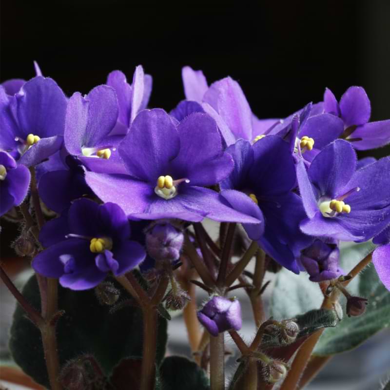 How to Care for African Violets | Grow Guide