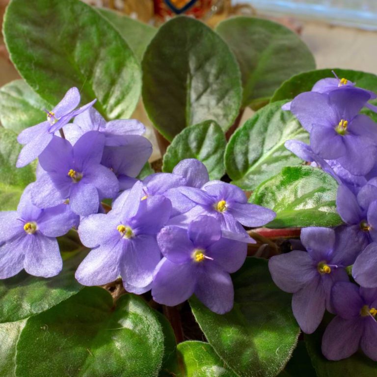 A Beginners Guide To African Violets Houseplants 