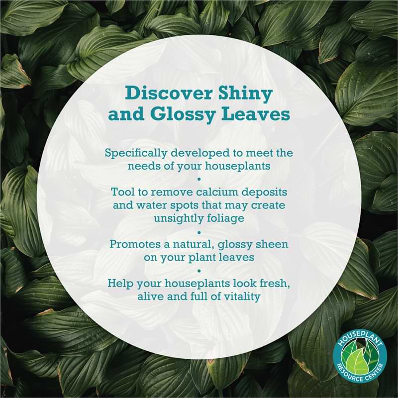 Houseplant Leaf Shine Spray African Violet Resource Center