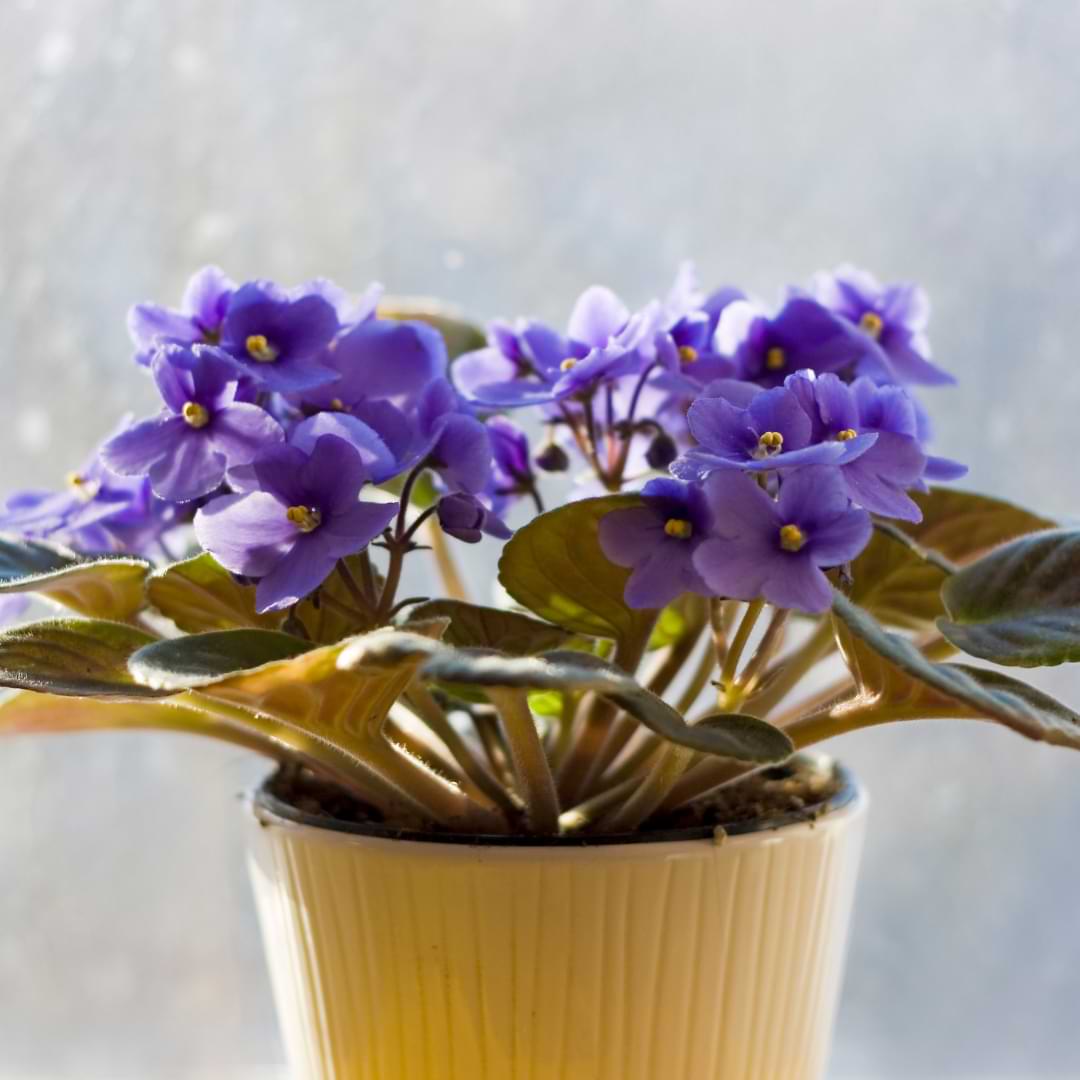 Wholesale, Bulk Flowering African Violet, Saintpaulia ionantha, Assorted Colors - Event Décor, Volume Discount, Retail - 6 4