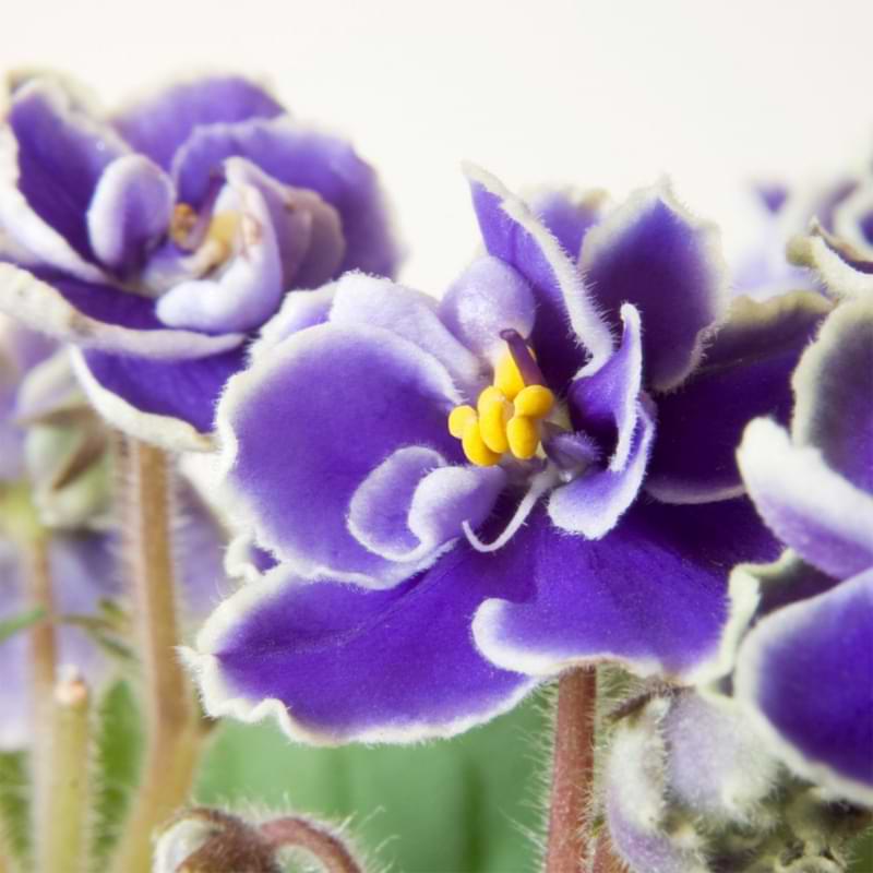Keep reading to learn more about trailing African violets and how to take care of this unique type of African violet.