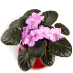 African Violet Diseases and Pests | Symptoms and Treatment