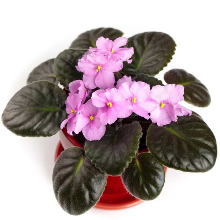 African Violet Diseases And Pests 