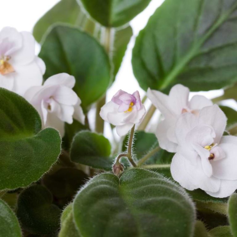 How To Fix African Violet Root Rot African Violet Resource Center 