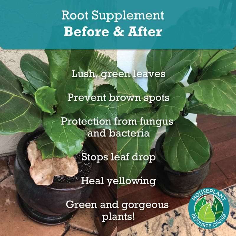 root-supplement-african-violet-resource-center