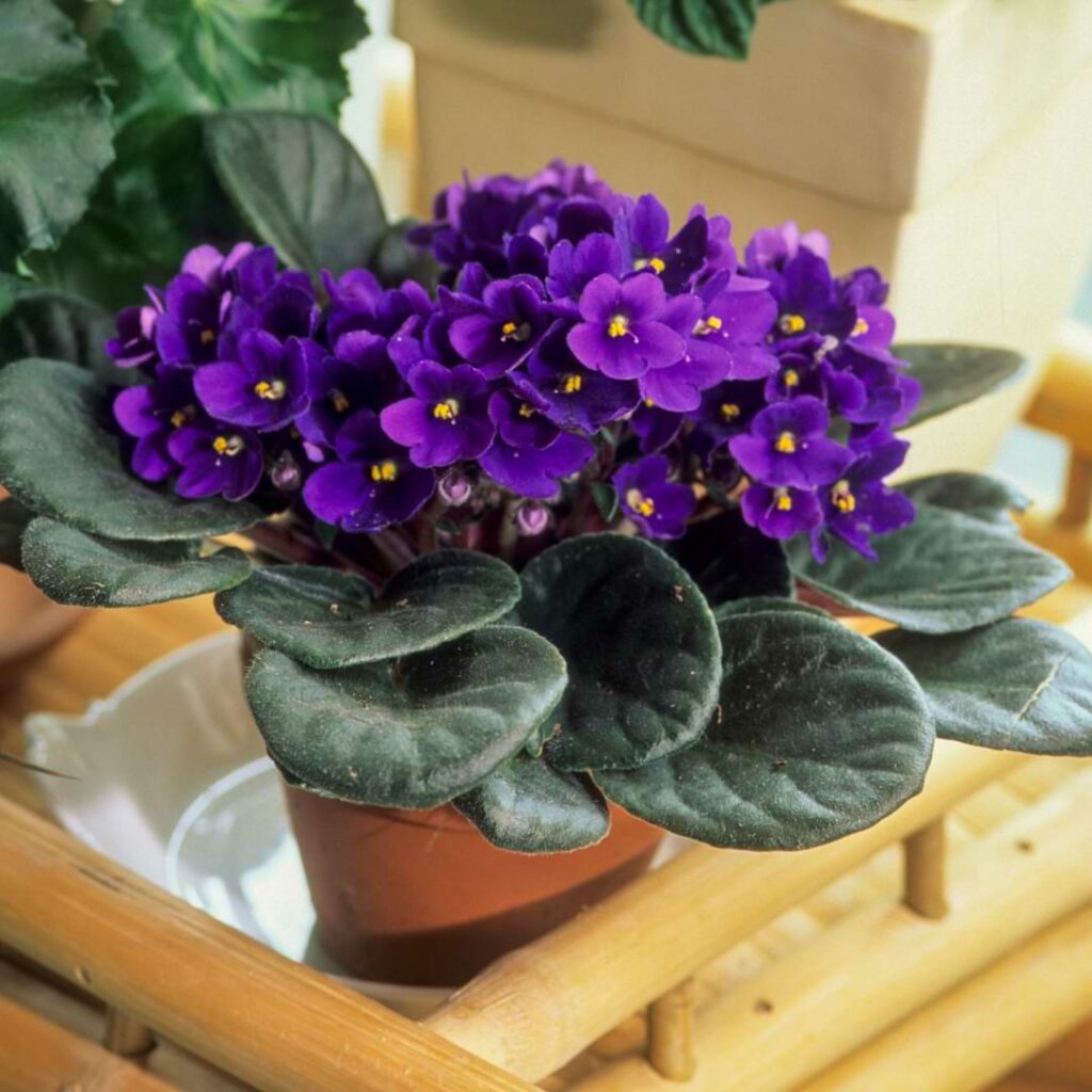 Add Excitement To Your Space With 25 Flowering Houseplants: A Variety ...