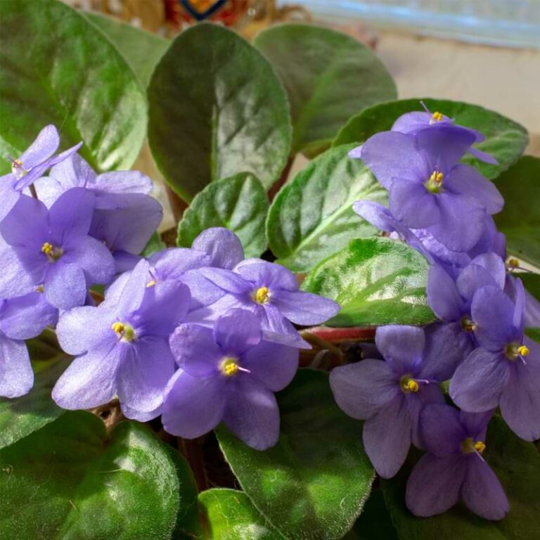 How Big Do African Violets Get? - African Violet Resource Center