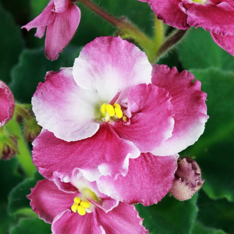 6 Types of Variegated African Violets | Care Guide