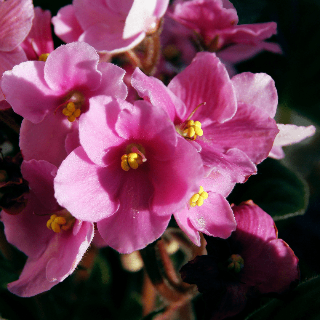 9 Types Of Pink African Violets African Violet Resource Center