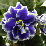 Growing Russian African Violets | Care Guide