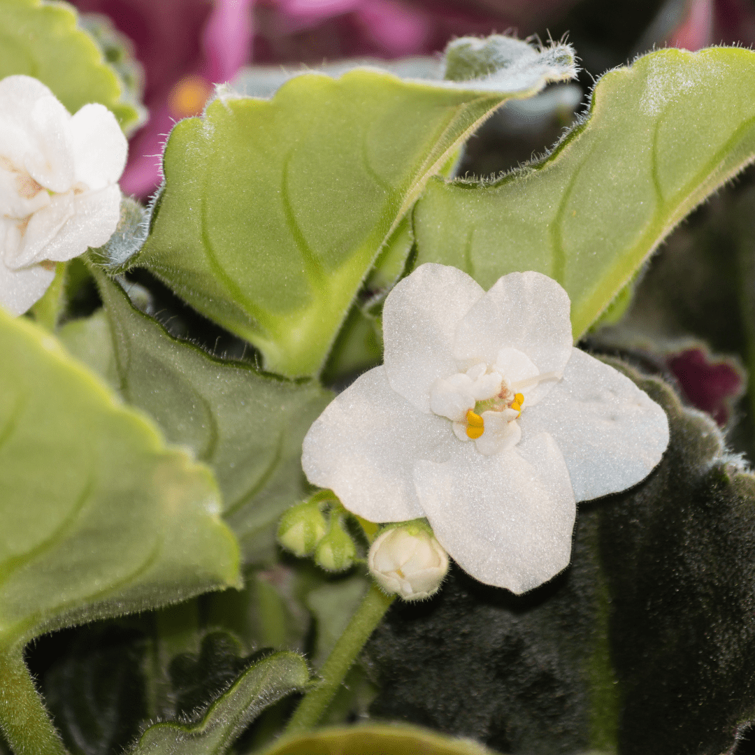 7 Types of White African Violets African Violet Resource Center