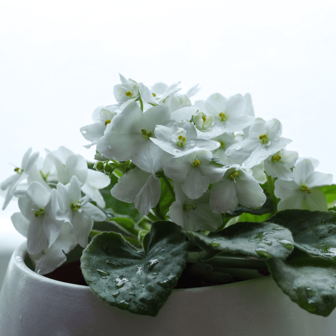 7 Types of White African Violets African Violet Resource Center