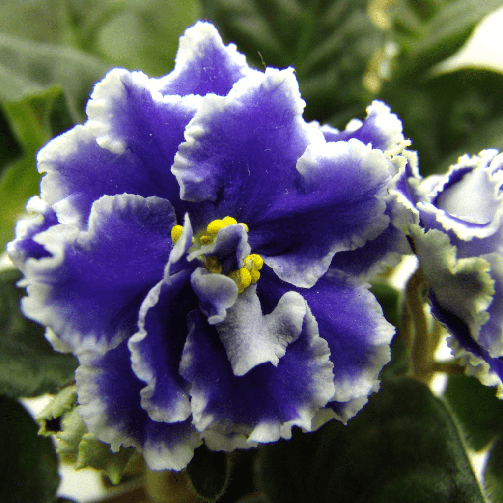 17 Types of Blue African Violets - African Violet Resource Center