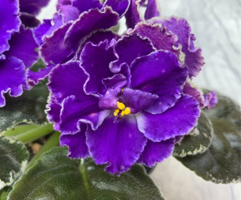 12 African Violets with Purple Flowers