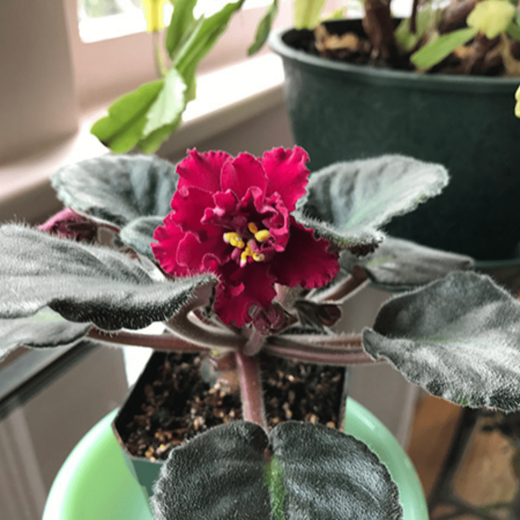 13 Types of Red African Violets - African Violet Resource Center