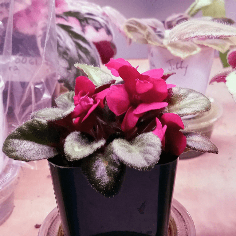 13 Types of Red African Violets - African Violet Resource Center