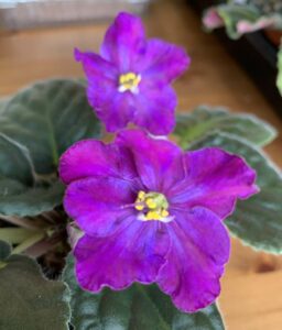12 African Violets with Purple Flowers