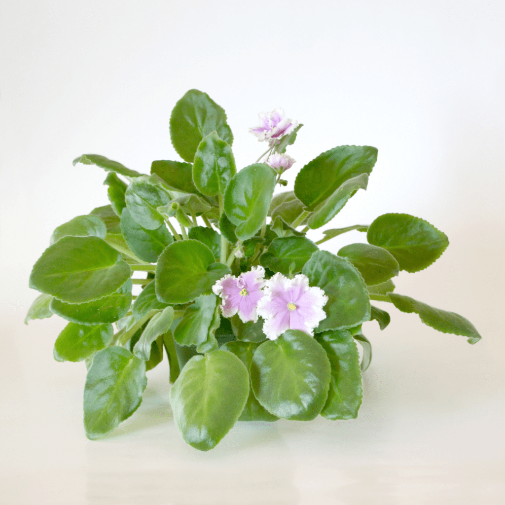 Why is my African Violet Wilting Causes & How To Fix