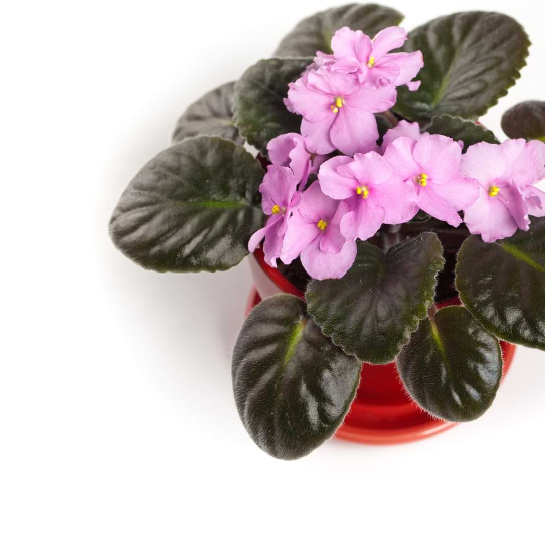 Why is my African Violet Wilting Causes & How To Fix