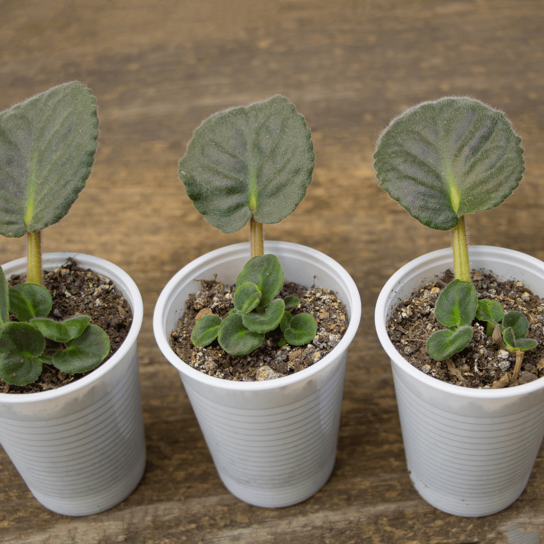 A Step By Step Guide To Transplanting African Violets 