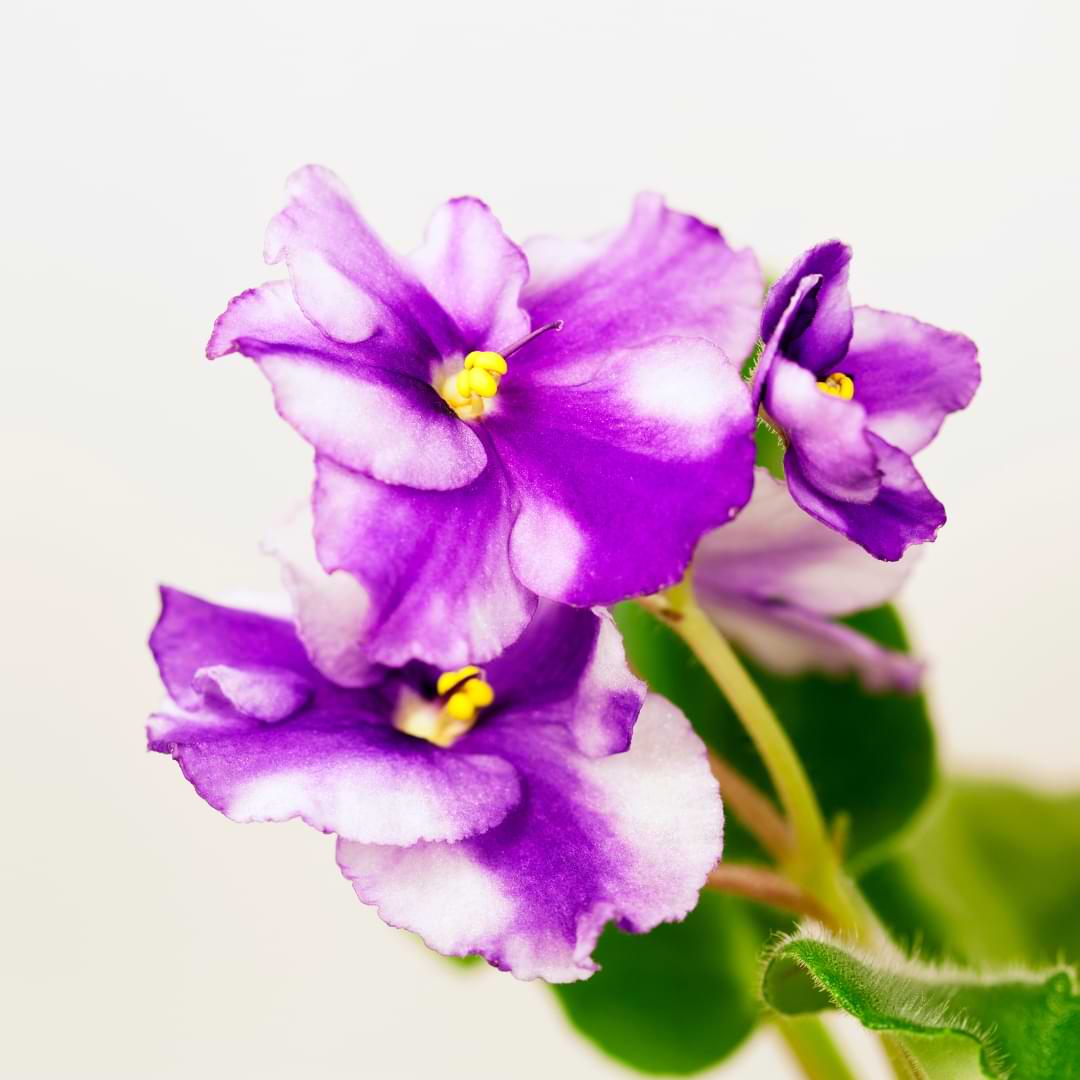 Starting an African Violet From a Leaf Cutting?