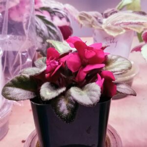 13 Types of Red African Violets | African Violet Resource Center