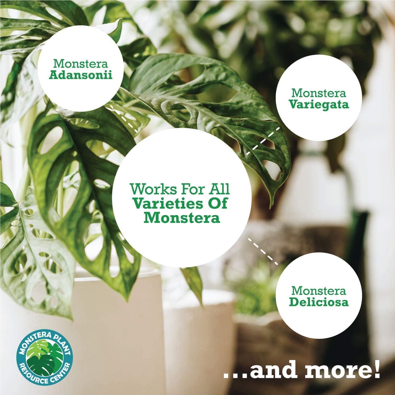 fenestration monstera Monstera Deliciosa “White Monster” with Fenestration. – Forget Me Not-  Plants&Decor main image 0