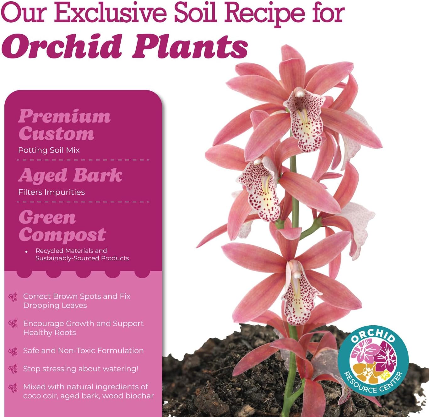 dracaena cinthos Dracaena 'Cintho' Care - How to Grow Dracaena fragrans main image 1