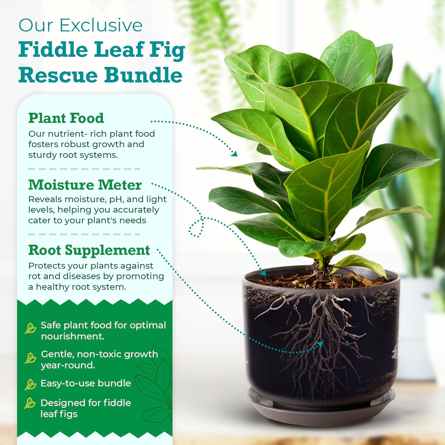 Fiddle Leaf Fig Rescue Bundle | African Violet Resource Center